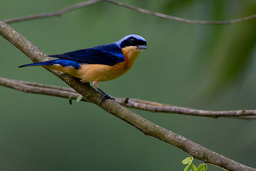 Fawn-breasted tanager